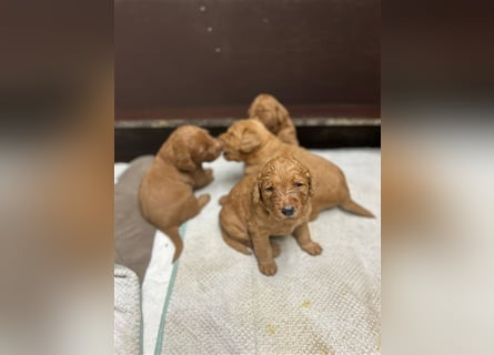 Labradoodle Welpen F1 in foxred/apricot