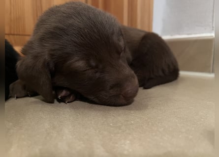 Labrador Mix Welpen