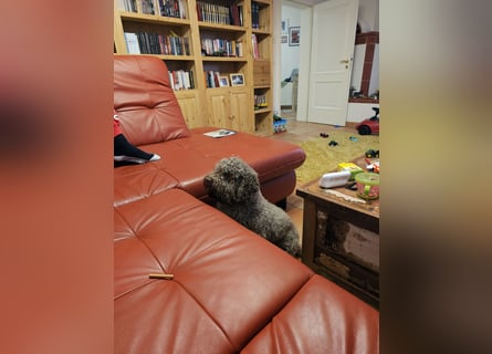 Lagotto Romagnolo welpen