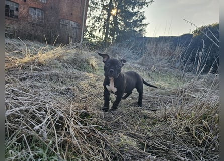 Old Englisch Bulldog /  Bully Welpen Hündin !