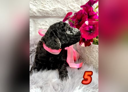 Wunderschöne Cockapoo/Cockerpoo Welpen