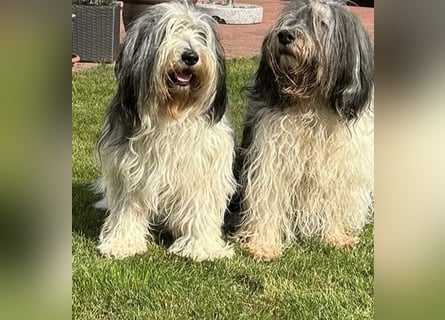 Polski Owczarek Nizinny - Polnischer Niederungs Hütehund -  PON
