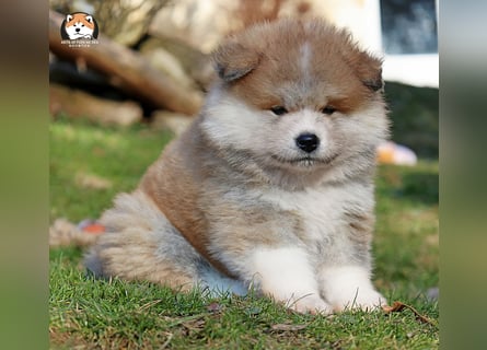 * Akita Inu - Japanische Akita langhaar Welpen, FCI registriert *