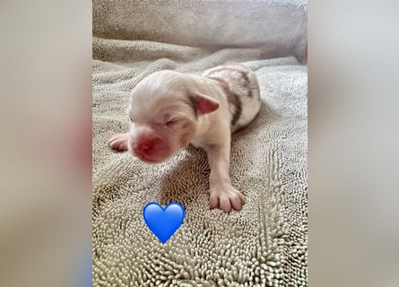Mini/Miniature Australian Shepherd Welpen mit Papiere
