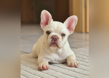 Französische Bulldogge TOP Qualität Platinum Lilac/Tan