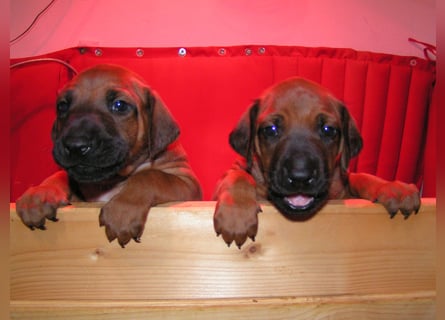 Rhodesian Ridgeback Welpen