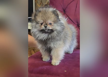 Pomeranian