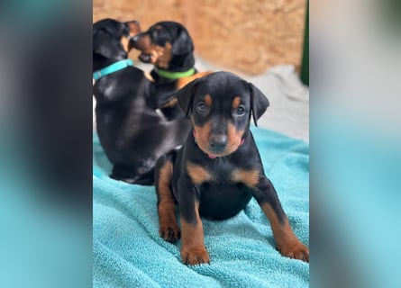 Deutsche Pinscher Welpen