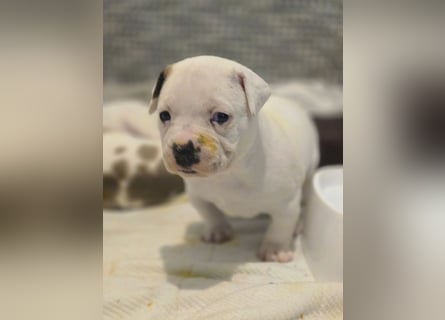 American Bulldog Welpen aus Hybrid/Standard Verpaarung ab Mitte Juni abzugeben, www.cocodin-bulls.de