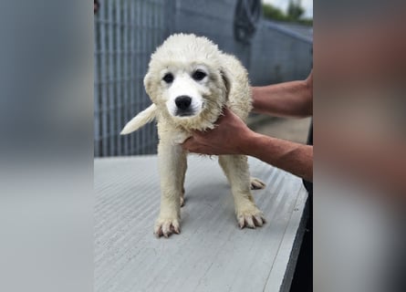 Miracola: kleine Zaubermaus sucht Dich