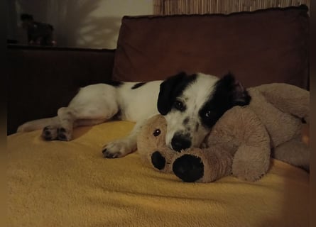 Josie sucht Herzensmensch fürs Leben