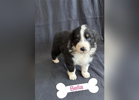 8 Australian Sheperd Welpen