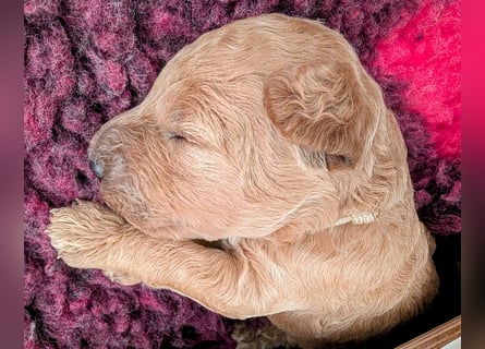 Goldendoodle medium mit Papieren und Ahnentafel