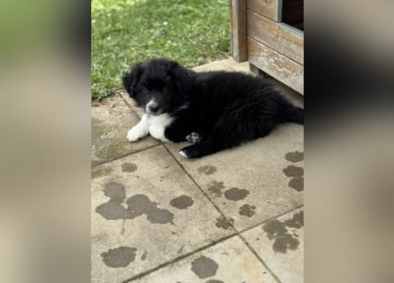 Australian Shepherd Welpen in  Black Bi