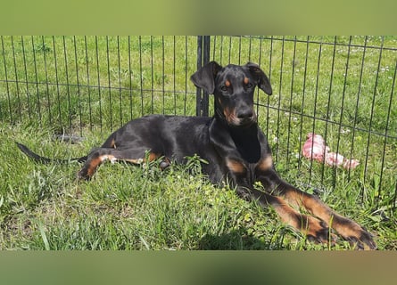 Dobermann Welpen mit Ahnentafel u. Bringservice