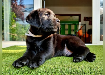 Edle Labrador Welpen mit Ahnentafel, Nachkommen von Champions
