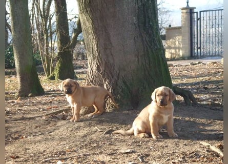 Broholmer Welpen.