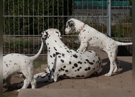 Dalmatiner Welpen, LUA, B-Wurf Palimpalis VDH