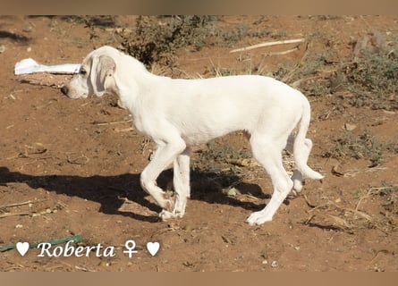 Roberta und Robbie, f.,  suchen eine Familie