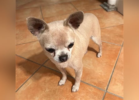 (R) ❤️ süßer Zwerg KIKO - 4 Jahre, 24cm/ 3kg - Chihuahua