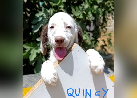 English setter Welpen (3 Rüden, 2 Hündinnen)