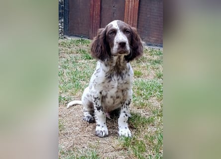 English setter Rüde Welpe