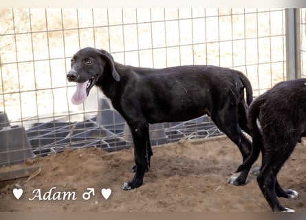 Timmy, Adam und Ajax suchen ein Zuhause