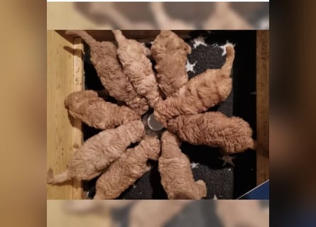 2020, 2025 waren tolle Würfe, 2026 plane ich erneut 1 Wurf  Labradoodlewelpen F1bb in crem