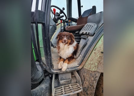 Hübsche Aussie Welpen