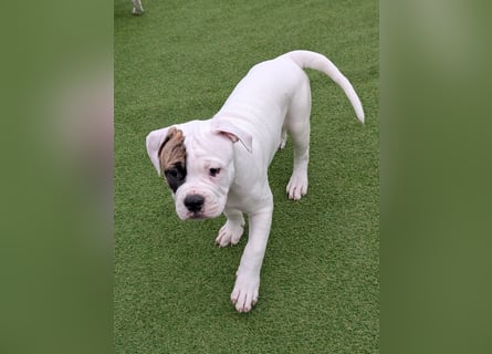 American Bulldog Welpen
