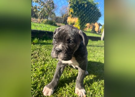 Cane corso mastiff mix 