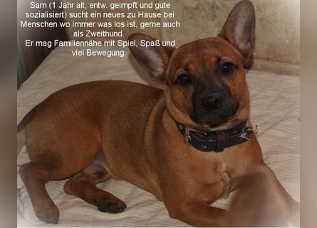 Jackbull Rüde Sam sucht nette aktive Familie