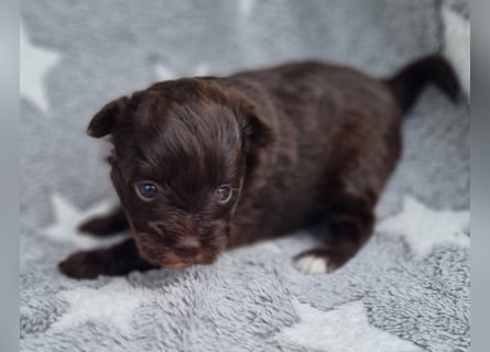 Bezaubernde Welpen aus Bolonka Zwetna und Pomeranian (Zwergspitz)