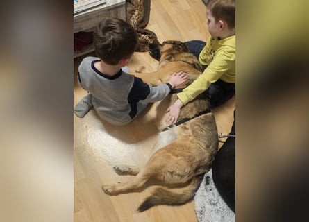 Zita, Schäferhund-Mix, lieb und verträglich  auch mit  Katzen