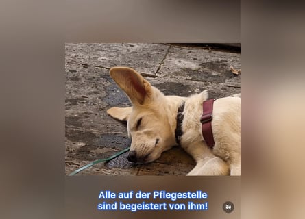 Carlo – ein kluger Dreikäsehoch auf der Suche nach seinem Platz im Leben (auf PS PLZ 87763)