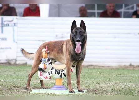 Malinois