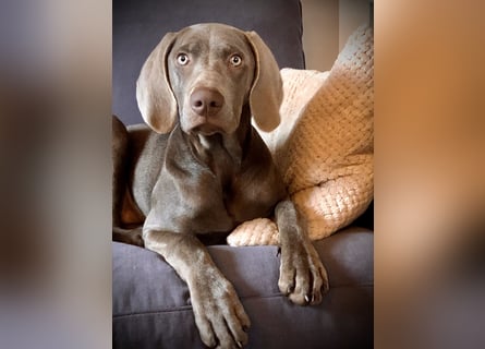 Weimaraner-Mix Welpen aus liebevoller Verpaarung – 12 kleine Wunder suchen ihr Zuhause