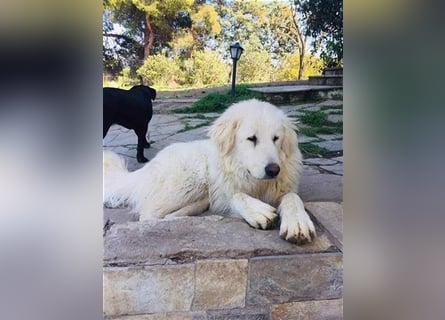 Mr. White: Ein liebevoller XXL-Teddybär sucht ein Zuhause zum Kuscheln