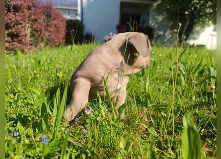 Reinsrassige französische Bulldogge Babys