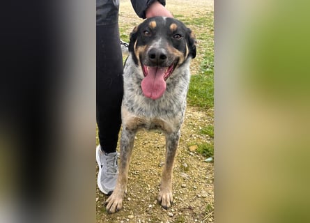Kurt: toller Begleiter und Familienhund