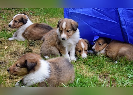 Colliewelpen aus über 40Jahren Zucht