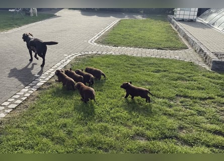 Zuckersüße Reinrassige Labrador Welpen suchen liebevolles Zuhause!