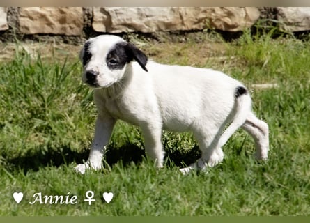 Annie und ihre Geschwister suchen ein Zuhause