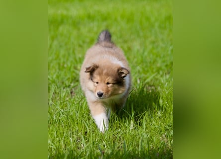 Wundervolle Collie-Welpen suchen ein liebevolles Zuhause