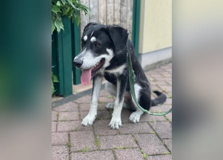 Raio sucht seinen Hof