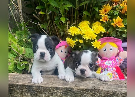 Boston Terrier Welpen