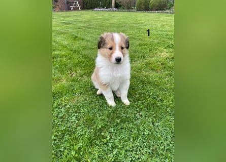 Colliewelpen suchen ein Zuhause!