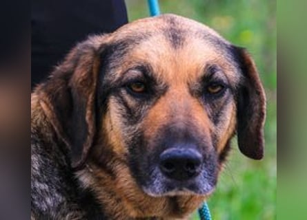 Zita, Schäferhund-Mix, lieb und verträglich  auch mit  Katzen
