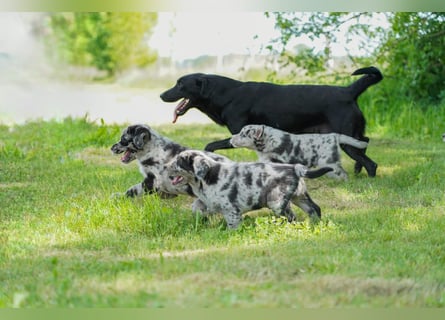 Aussiedor ( Australian Shepherd x Labrador) Welpen suchen neues Zuhause