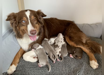 Reinrassige Australian Shepherd Welpen